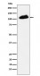 Phospho-KAP1 (S824) Antibody