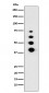 Lamin A/C Antibody