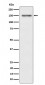 Phospho-Met (c-Met) (Y1349) Antibody