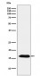 Peroxiredoxin 5 Antibody