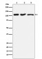 DISC1 Antibody