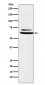 ENT2 Antibody