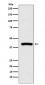 Cyclophilin 40 Antibody