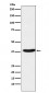 MT-ND1 Antibody