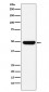 UAP56 Antibody