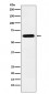 CRMP5 Antibody