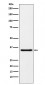 MDH1 Antibody