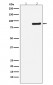 Phospho-NAK/TBK1 (S172) Antibody