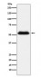 TMPRSS2 Antibody