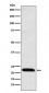 ICOS Antibody