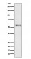 Angiotensinogen Antibody