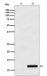 CCL4/MIP1 beta Antibody