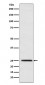 Triosephosphate isomerase Antibody