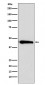 ASS1 Antibody