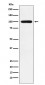 Calmegin Antibody