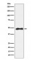 AP2 alpha Antibody