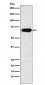 SAM68 Antibody