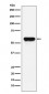 Angiotensinogen Antibody