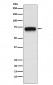 ACHA4 Antibody