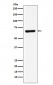 STXBP1 Antibody