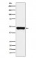 RCC1 Antibody