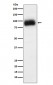 ADAM15 Antibody