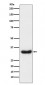 LEFTY1 + LEFTY2 Antibody