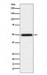 TIP49A Antibody