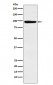 MCM4 Antibody