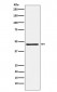 FRA2 Antibody