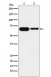 IMP2 Antibody