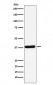 CRKII Antibody