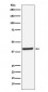 Inhibin beta A Antibody