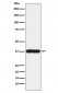 Arp2 Antibody