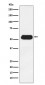 ESRRG Antibody