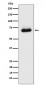 STK39 Antibody