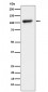 KDM1 / LSD1 Antibody