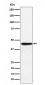 HLA F Antibody