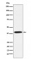 Phospho-IKB alpha (S36) Antibody