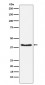 Phospho-PDHA1 (S293) Antibody