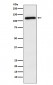 APLP2 Antibody