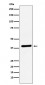 VEGFD Antibody