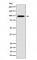 RanBP9 Antibody