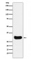 Gemin 2 Antibody