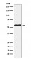 NLK Antibody