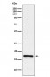 LMO4 Antibody