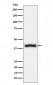 CD1c Antibody