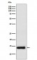 PROK1 Antibody