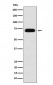 NUP62 Antibody