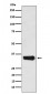 MBD3 Antibody